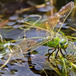 Libelle auf einer Wasserpflanze