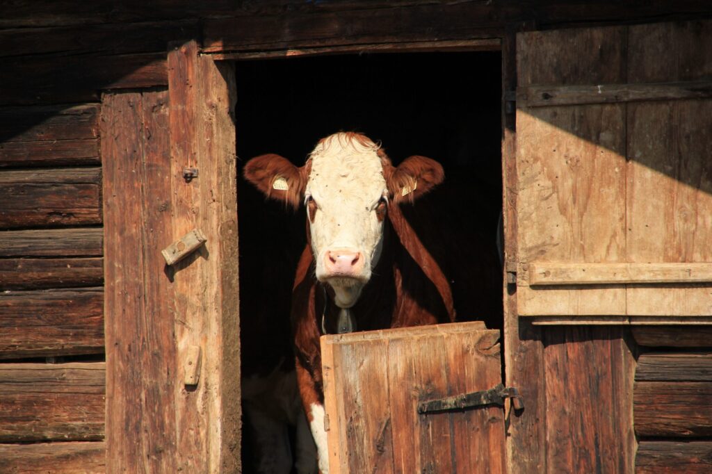 Eine Kuh sieht durch die Tür eines alten Holzstalles.