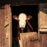 Eine Kuh sieht durch die Tür eines alten Holzstalles.