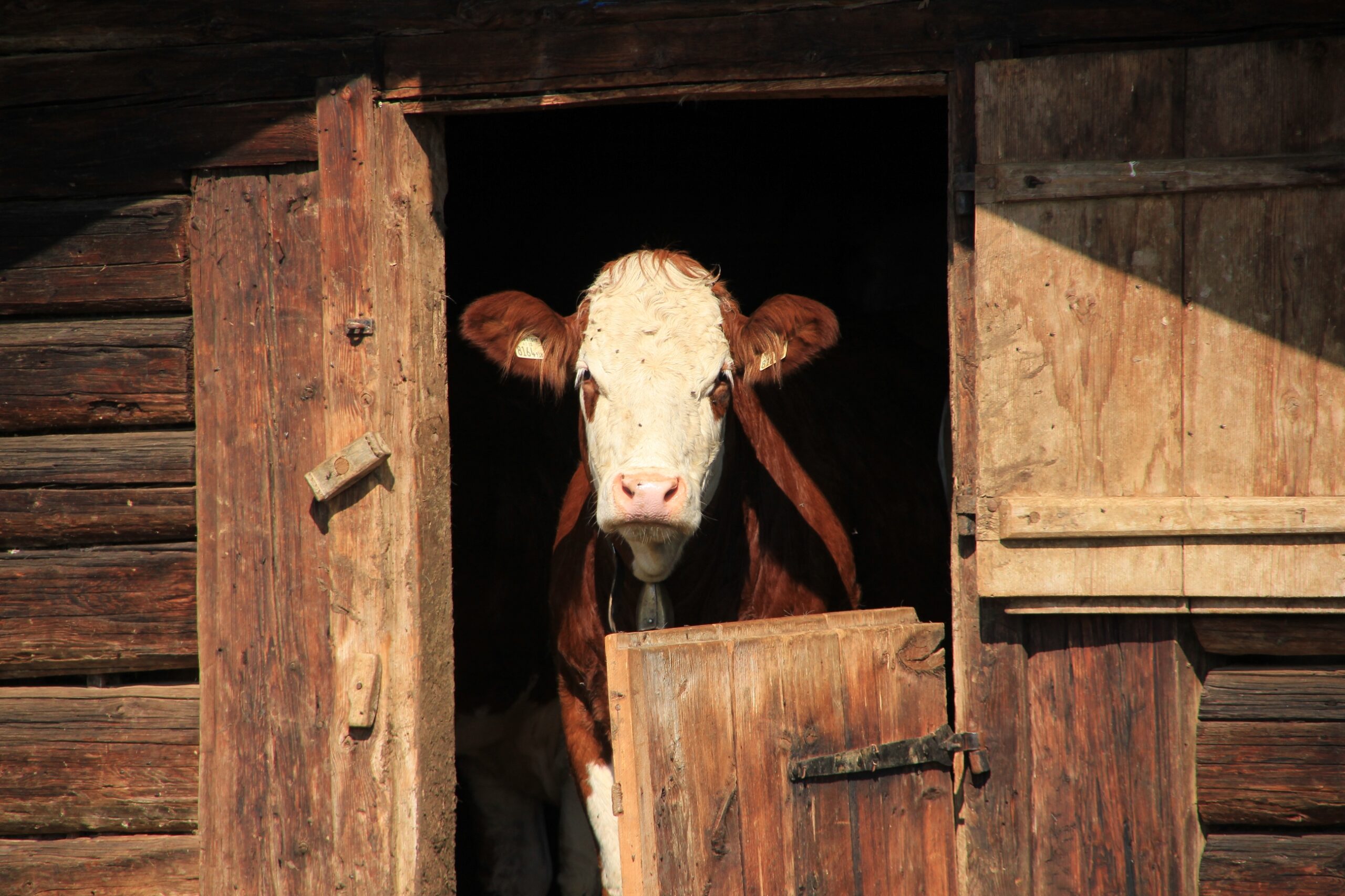Eine Kuh sieht durch die Tür eines alten Holzstalles.