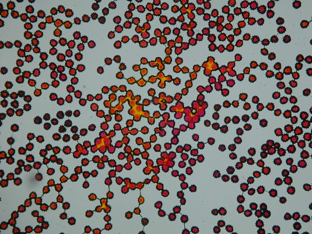 Unser Foto zeigt mit Karmin-Essigsäure gefärbte Pollen der Echten Kamille zur Feststellung der Vitalität. (Foto: PD Dr. Fähnrich)