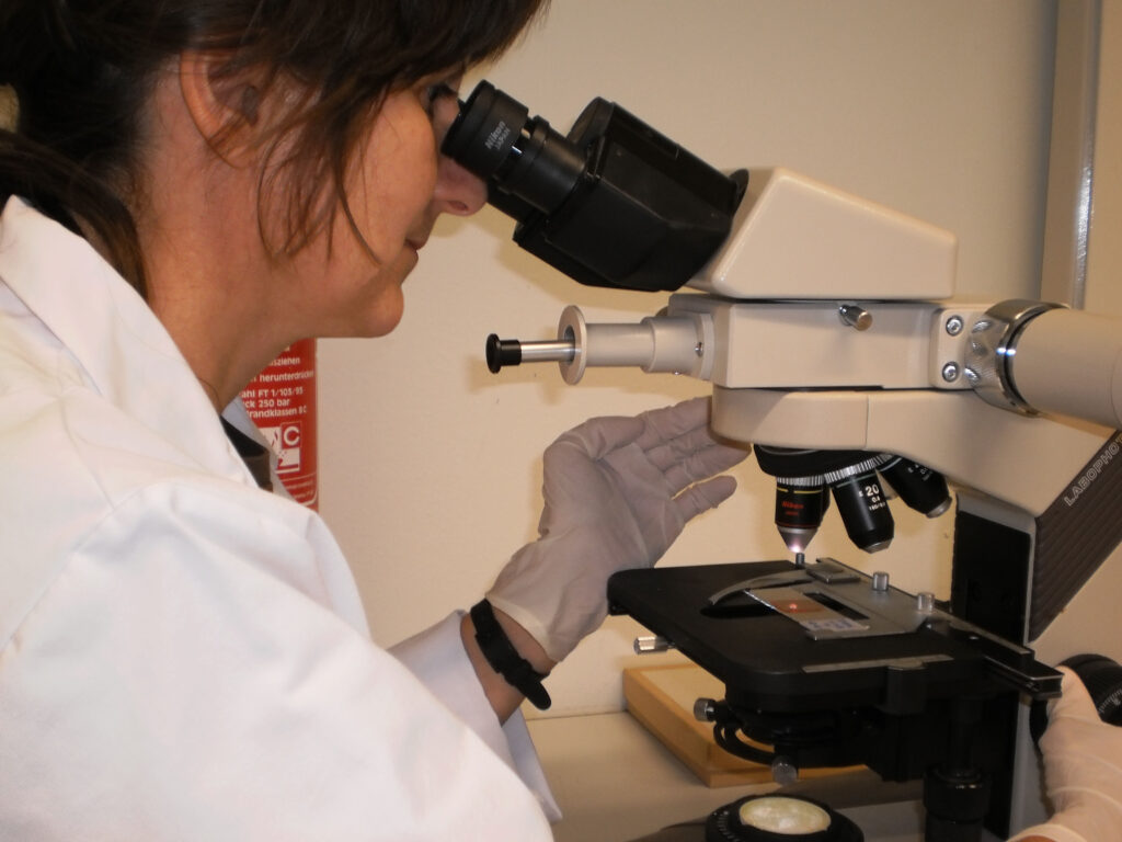 Unser Foto zeigt Frau Dr. Bettina Fähnrich bei der botanischen Mikroskopie zur Beobachtung von Befruchtungsvorgängen und Embryonalentwicklung bei Arzneipflanzen. (Foto: privat)