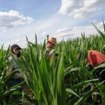 Auf dem Bild sind 3 Personen bei Arbeiten in einem Maisfeld zu sehen.