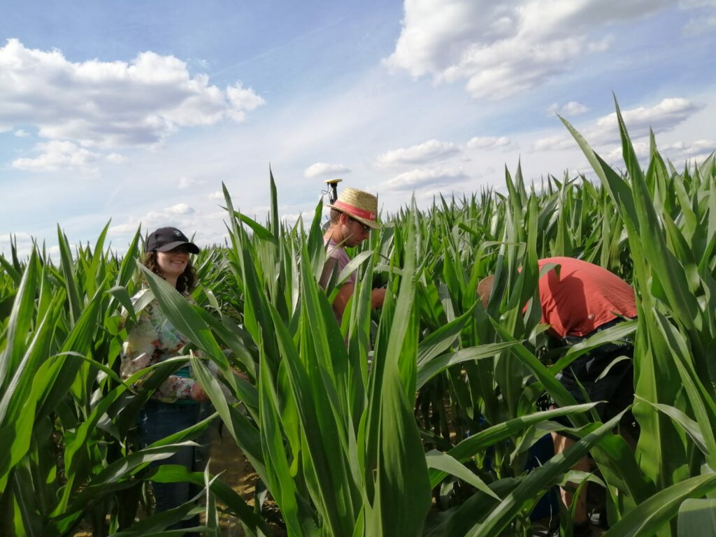 Auf dem Bild sind 3 Personen bei Arbeiten in einem Maisfeld zu sehen.