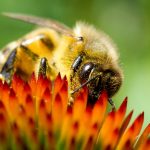 Nahaufnahme einer Biene auf einer Blüte