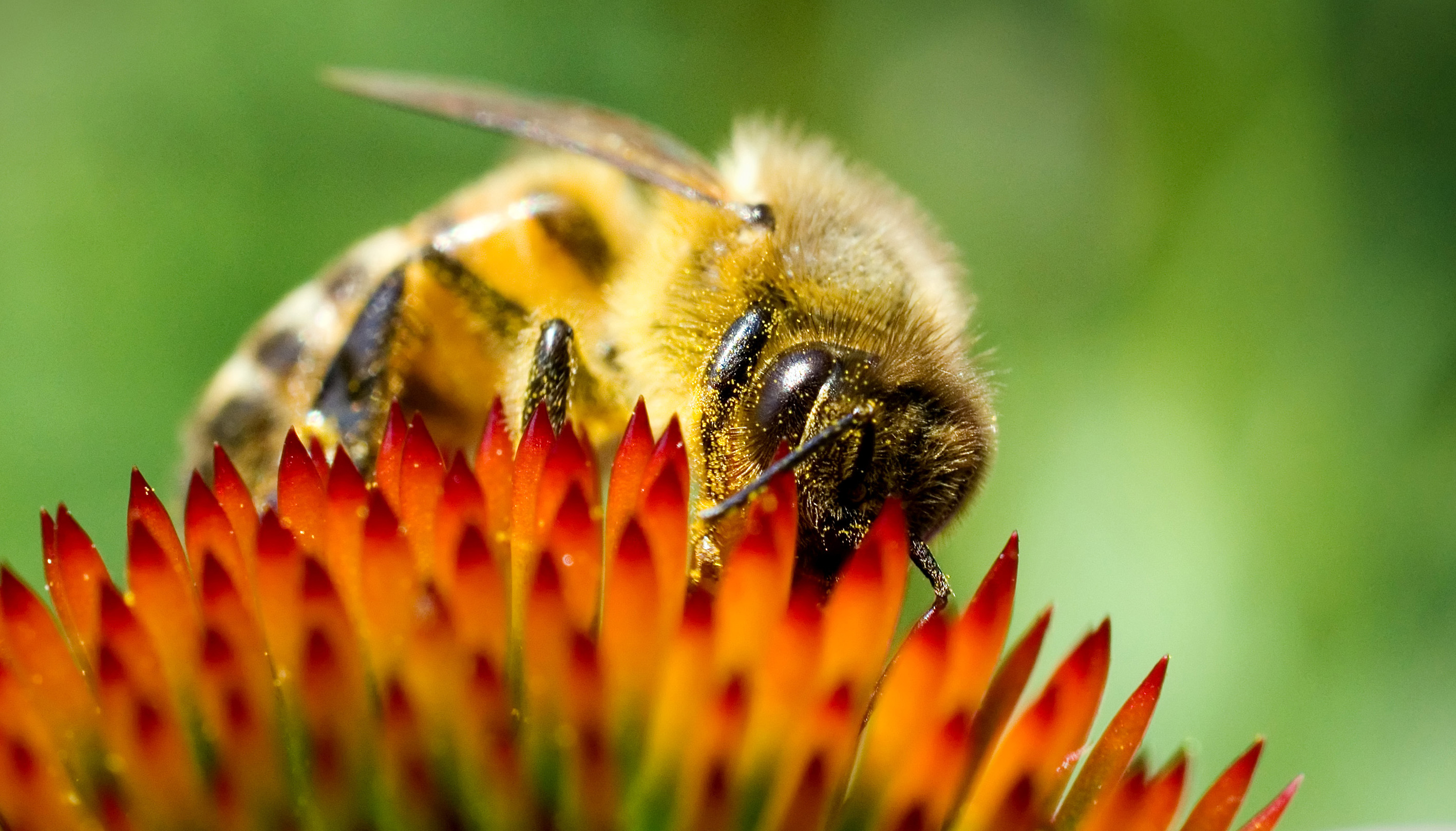 Nahaufnahme einer Biene auf einer Blüte