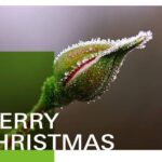Unser Foto zeigt die Weihnachtskarte 2023 der HSWT