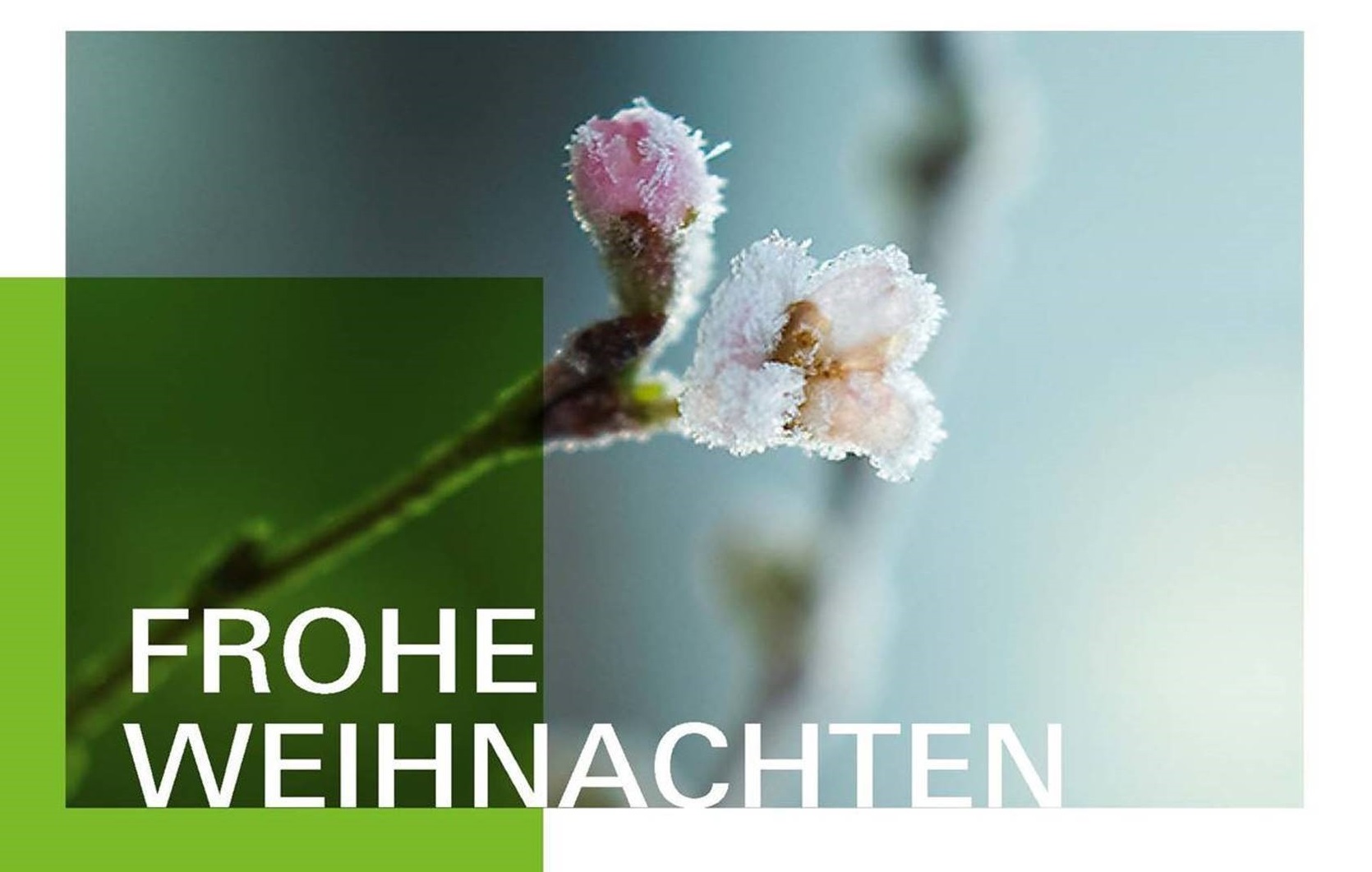 Unser Foto zeigt die digitale Weihnachtskarte der HSWT im Jahr 2024