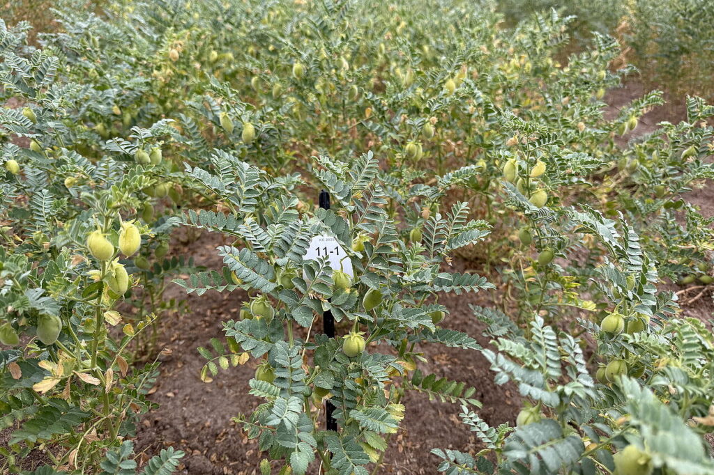 Unser Foto zeigt Mit Hinblick auf die Veränderungen durch den Klimawandel haben Nischenkulturen wie z. B. Kichererbse oder Quinoa großes Potenzial. © Julia Kamann