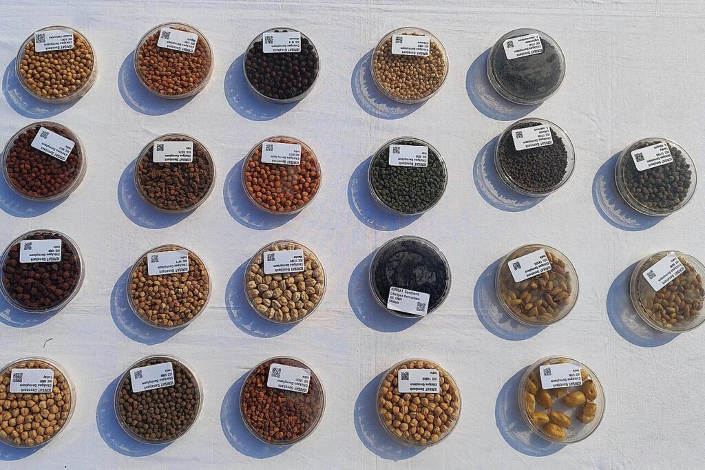 Unser Foto zeigt Samen von verschiedenen Kichererbsensorten © ICRISAT