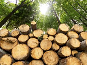 Wooden Logs with Forest on Background