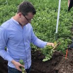 Robin Kümmerer steht auf dem Feld in einem Loch und hält Gewächse in der Hand